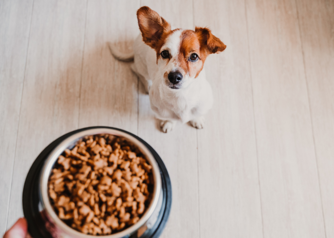 Dogs have a less sensitive sense of taste than humans
